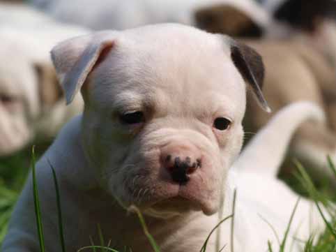 american bulldog pup